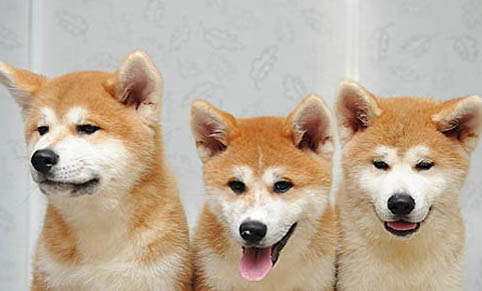 秋田犬一般多少钱