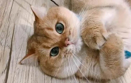 猫咪为什么老是发出呼呼的声音