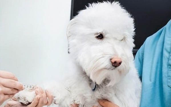 狗狗总是故意尿床上怎么办