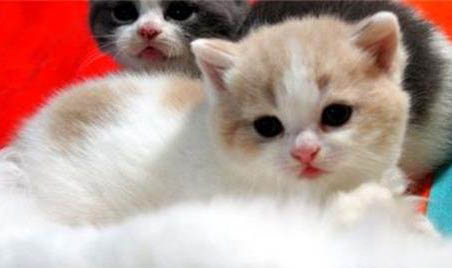 猫咪得了皮肤病该怎么办呢