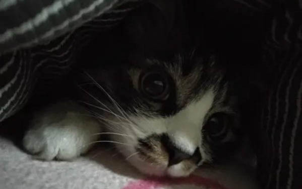 猫咪冬天绝育还是夏天绝育好