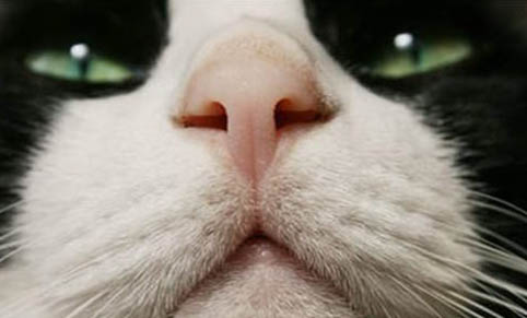 如何快速让猫不叫春