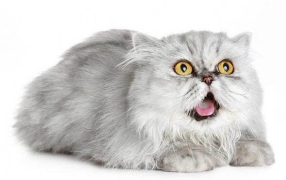 猫尿道炎好了不吃饭