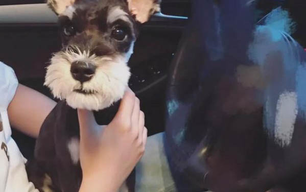 狗狗绝育多久可以恢复