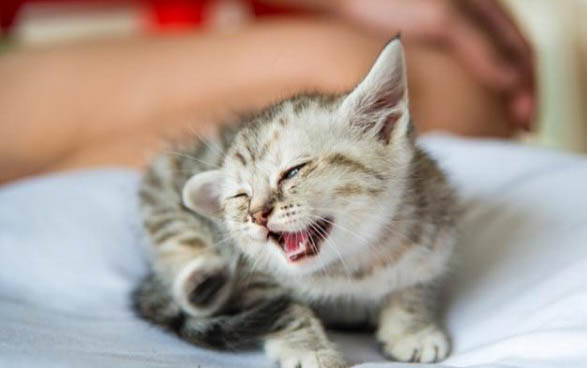 猫咪为什么会尿频尿少