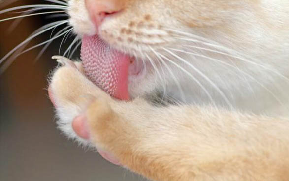 猫眼睛红血丝