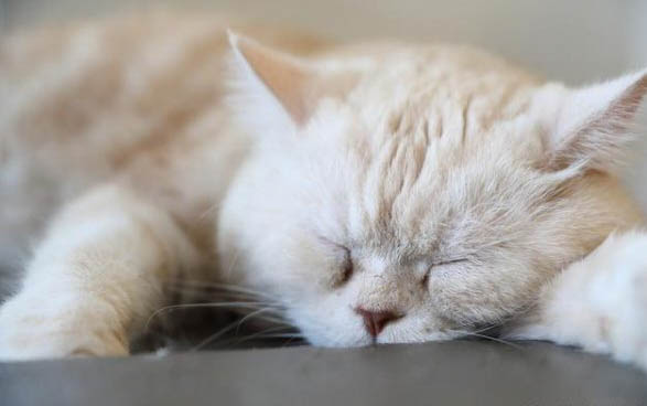 一个多月的小猫不吃东西暴瘦怎么回事