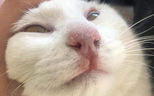 猫小孢子菌怎么治疗