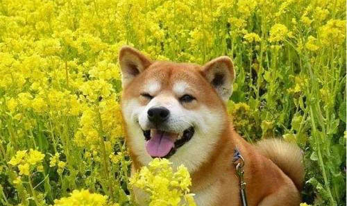 柴犬不是土狗吗为什么这么贵