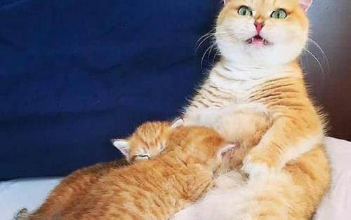 母猫生产后为什么总把小猫到处叼