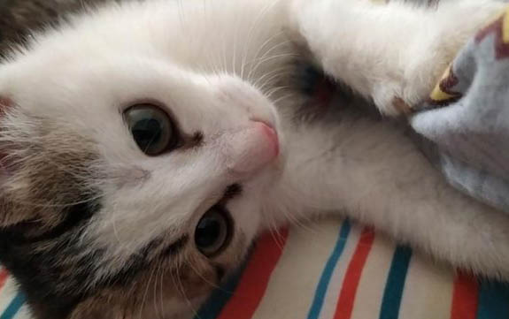 猫咪为什么喜欢睡在主人身上