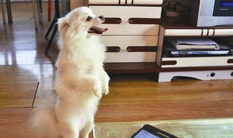 狗狗多久洗一次澡合适