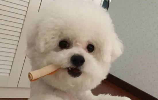 高加索犬是烈性犬吗