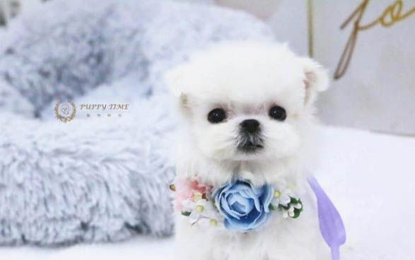 狗狗治疗湿疹的方法有哪些