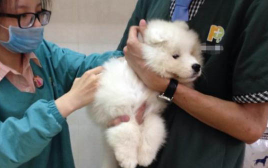 狗没有羊奶粉咋办