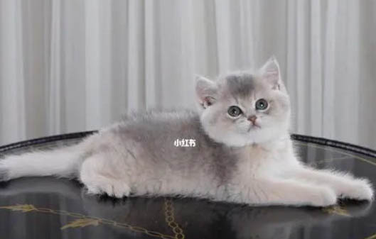 猫怀孕快生的症状有哪些