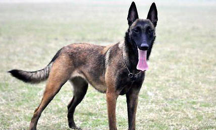 马里努阿犬太瘦原因及处理方法