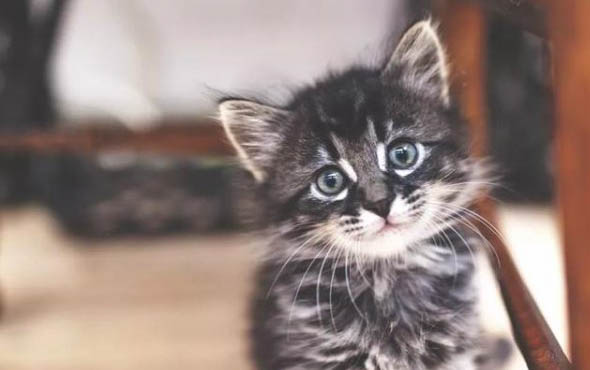 小猫耳朵里有一点黑色污垢正常吗
