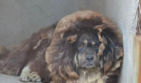 藏獒认几个主人