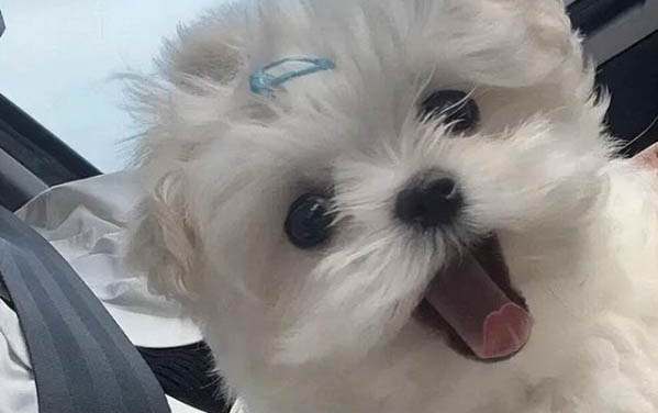 雨天如何给小狗做狗粮呢