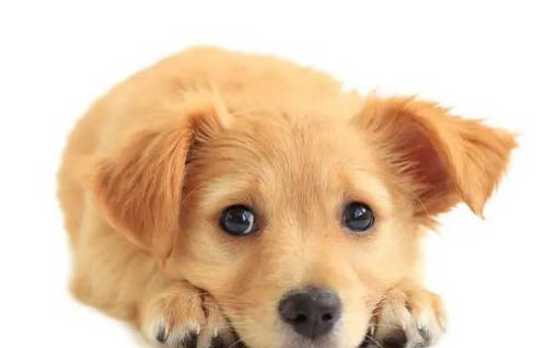 柴犬属于攻击性强的狗吗