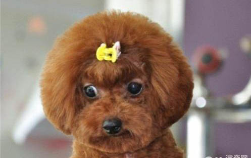 泰迪犬多少钱一只
