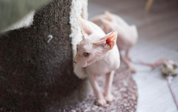 新买的小猫回家不吃东西呕吐怎么回事