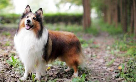喜乐蒂牧羊犬手术伤口多久恢复