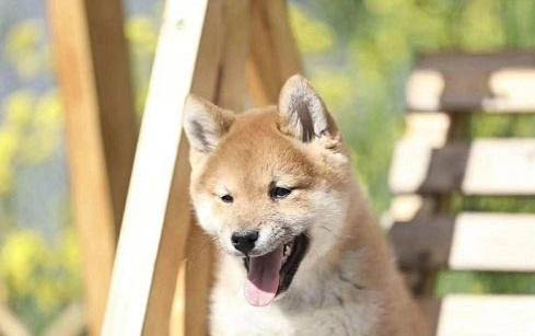狗狗需要定期驱虫吗