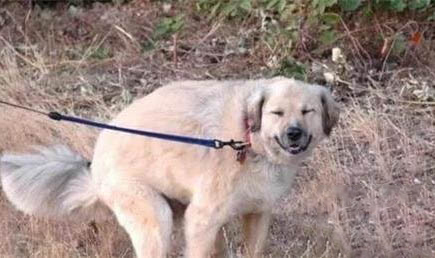 为什么狗狗呕吐物很臭像粪便