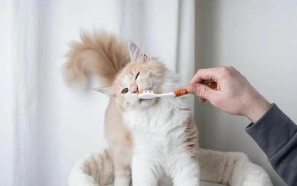 小猫吃猫罐头好吗
