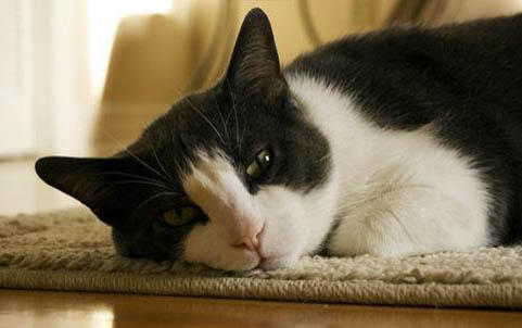 新养的小猫多久才能熟悉新环境新主人