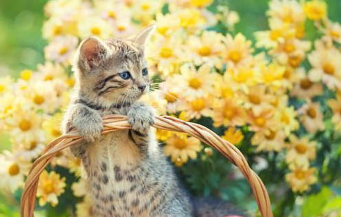猫可以吃香肠吗