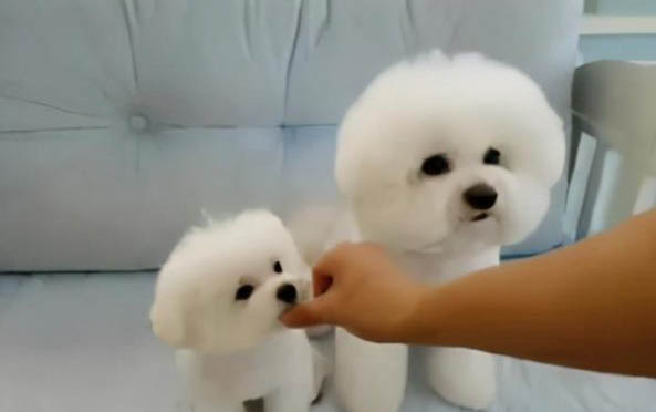 幼犬半夜叫个不停怎么办