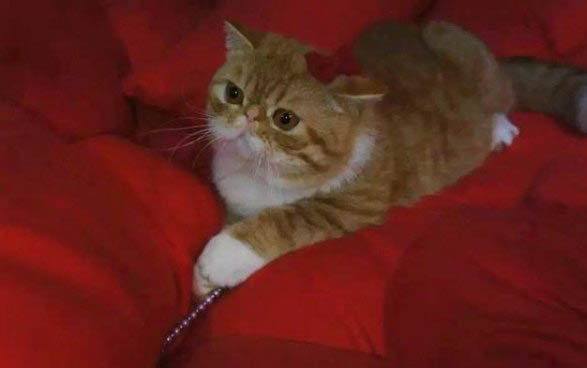 母猫多大可以生小猫咪