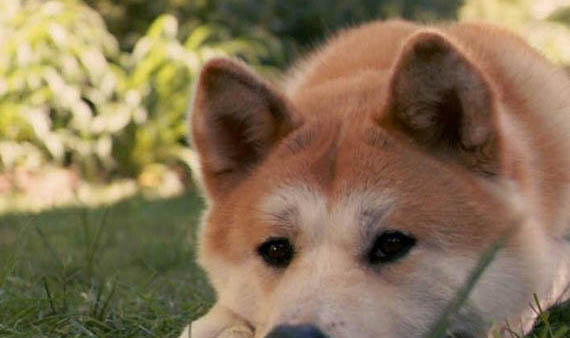 日本秋田犬和柴犬有什么区别