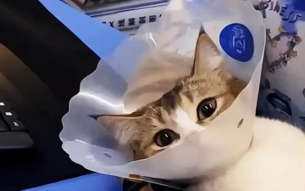 地铁能带猫么,有宠物背包
