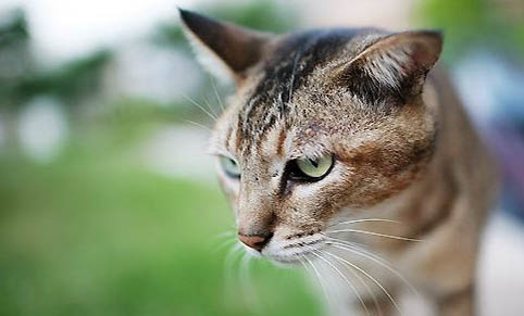 猫总吐是咋回事啊