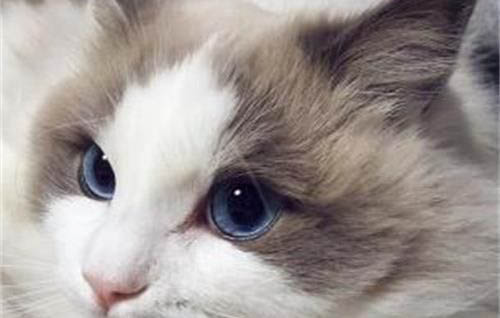 猫咪一只眼睛睁不开是怎么回事?