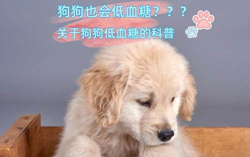 泰迪狗狗身上痒老是抓怎么回事