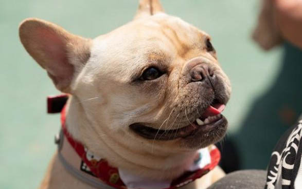 法牛犬好养吗
