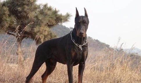 杜宾犬家养怎么样好养吗