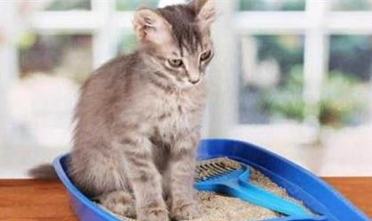 猫咪的异瞳形成原因及处理方法