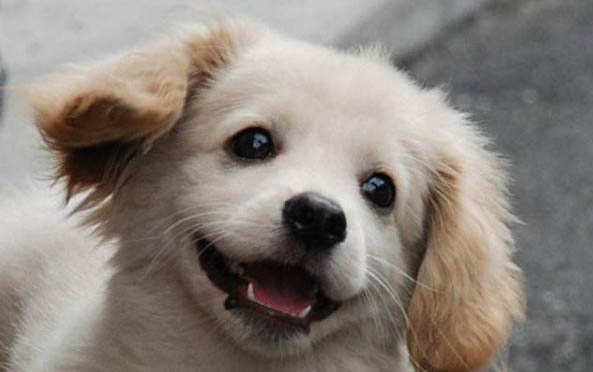 麦町犬认主人吗 麦町犬认不认主人