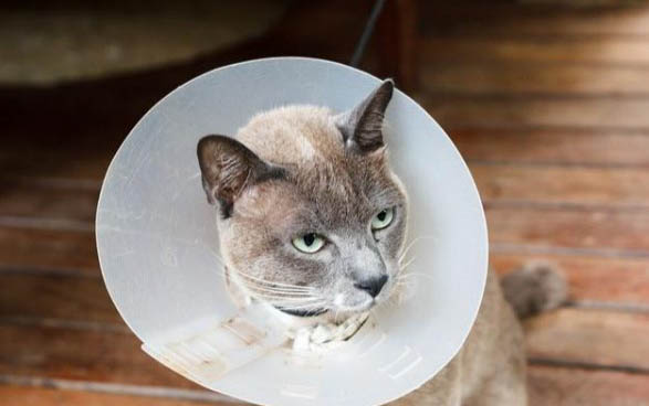 把猫打哭了严重吗