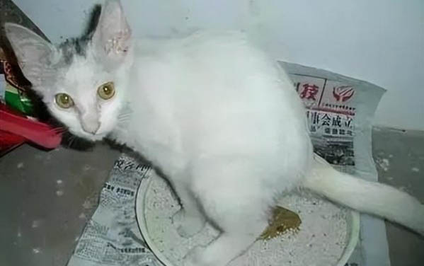 猫打疫苗只打了2针有效不
