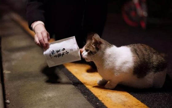 阿比尼亚猫多少钱一只