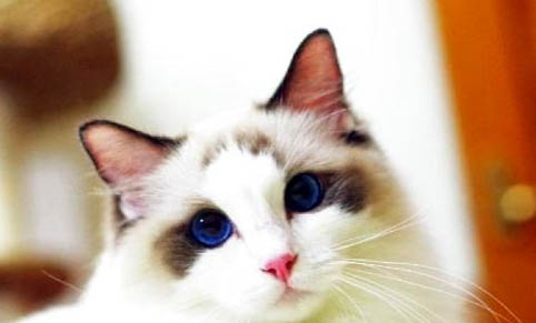 重点色布偶猫一只多少钱