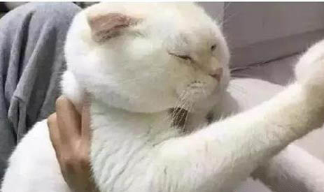 猫咪吃了塑料条多久会吐出来