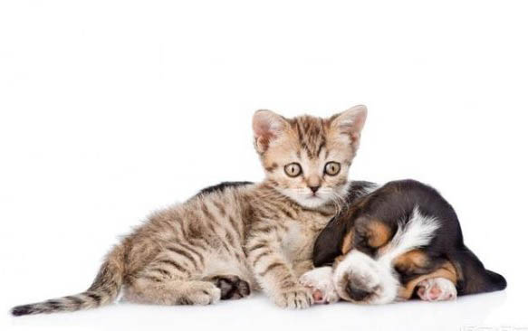 猫咪拉肚子了吃什么药可以缓解